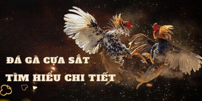 Đá gà cựa sắt được chia thành 2 loại hình là cựa dao và cựa tròn